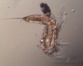 /album/galleria-foto-animali/microscopia-8-jpg/